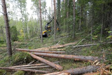 Vastaajasta riippuen ensi vuoden tukinhinnat joko pitävät tai luisuvat, mutta nousua ei ennakoi kukaan. Hakkuiden painottumisesta harvennuksiin ollaan yksimielisempiä. (Kuvaaja: Sami Karppinen)