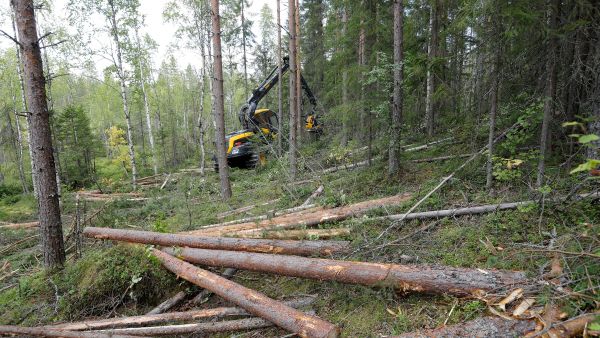 Vastaajasta riippuen ensi vuoden tukinhinnat joko pitävät tai luisuvat, mutta nousua ei ennakoi kukaan. Hakkuiden painottumisesta harvennuksiin ollaan yksimielisempiä. (Kuvaaja: Sami Karppinen)