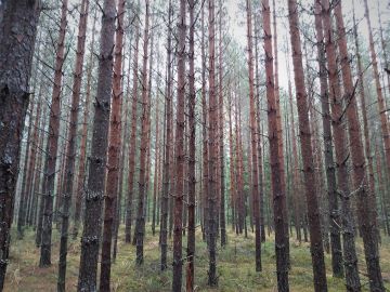 Somerolla myytiin tänä syksynä suurta metsätilaa, jossa oli useita kiireellisiä harvennuskuvioita. Kuva: Hannu Liljeroos