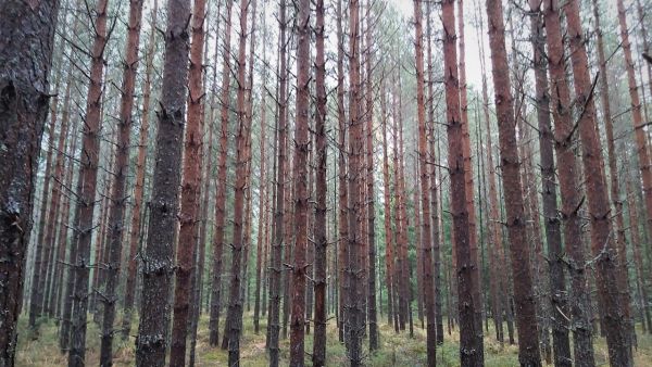 Somerolla myytiin tänä syksynä suurta metsätilaa, jossa oli useita kiireellisiä harvennuskuvioita. Kuva: Hannu Liljeroos