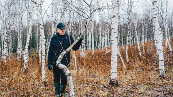 Visakoivikko tuottaa vain hoidettuna, Jouko Heiskanen näyttää. Karsittu sorvivisa on arvokasta, mutta pelkän oksavisan kasvattaminen ei kannata. (Kuvaaja: Miska Korpelainen)