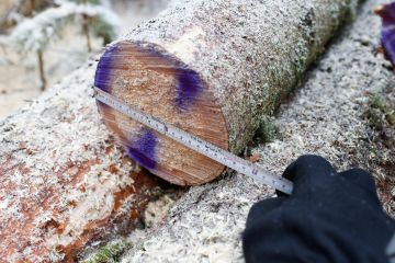 Tukkien latvaläpimittojen perusteella pystyy arvioimaan jossain määrin katkonnan onnistumista.  (Kuvaaja: Sami Karppinen)