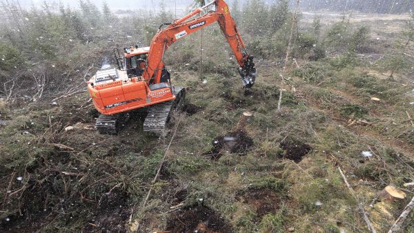 Ruotsalaistutkimuksen mukaan maanmuokkaus ei kivennäismailla pienennä maan hiilivarastoa. Maanmuokkauksenkin yhteydessä on kuitenkin tärkeä säästää lahopuut. (Kuvaaja: Sami Karppinen)