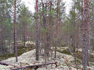 Metsävaratietojen mukaan tällä kuviolla piti olla tuoreen kankaan varttunutta kasvatusmetsää ja puumäärän noin 170 kuutiota hehtaarilla.  Todellisuudessa kuivan kankaan kalliomännikössä ainespuuta oli noin 50 kuutiota. Kuva: Hannu Liljeroos