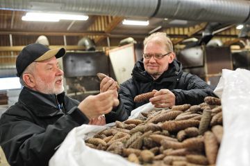 Siemen Forelia Oy:n markkinointijohtaja Kari Lahtinen (vas.) ja toimitusjohtaja Mikko Pulkkinen tutkivat karistusta odottavia kuusenkäpyjä Saarijärvellä. Karistusurakkaa riittää tänä vuonna pitkälle kevääseen.  (Kuvaaja: Sami Karppinen)