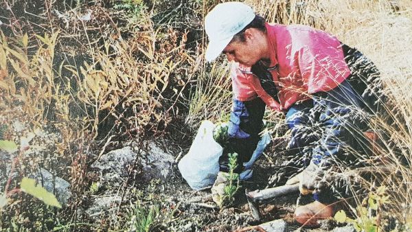 Taimet säkissä ja istutusvälineenä kuokka. Tämä oli tavanomainen näky istutustyömaalla vielä 1990-luvun lopullakin. Kuva Metsälehden sivuilta. 