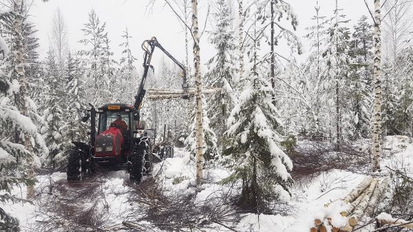 Pekka Kauppinen ajoi koivukuitupuuta naapurimetsänomistajan hankintasavotalta Kivijärvellä viime viikolla. Lunta oli maastossa parikymmentä senttiä, mutta maa ei ollut juuri jäässä. (Kuva: Sami Karppinen)