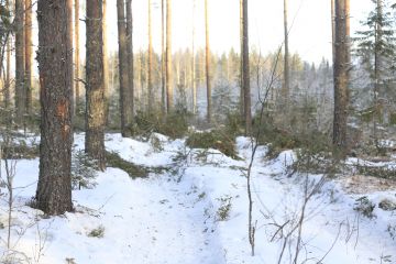 Metsäkeskuksen otantatarkastusten mukaan keskimääräinen ajouraleveys oli viime vuonna 4,63 metriä. Leveimmät urat löytyivät Etelä-Karjalasta, 4,86 metriä ja kapeimmat Pohjanmaalta, 4,1 metriä. Pohjanmaalla oli myös ylivoimaisesti suurin ajouraväli, 23,60 metriä. (Kuvaaja: Sami Karppinen)