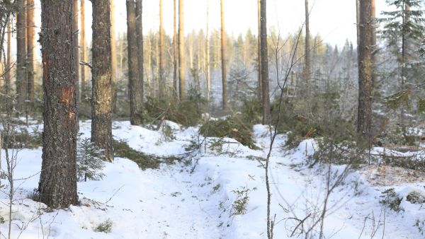 Metsäkeskuksen otantatarkastusten mukaan keskimääräinen ajouraleveys oli viime vuonna 4,63 metriä. Leveimmät urat löytyivät Etelä-Karjalasta, 4,86 metriä ja kapeimmat Pohjanmaalta, 4,1 metriä. Pohjanmaalla oli myös ylivoimaisesti suurin ajouraväli, 23,60 metriä. (Kuvaaja: Sami Karppinen)