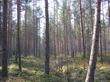 Jos Uudellamaalla sijaitseva männikkö uudistetaan avohakaten, vanhojen ojien kuivatusteho ei riitä, vaan pohjavesi nousee pintaan. (Kuvaaja: Hannu Hökkä  Luke)