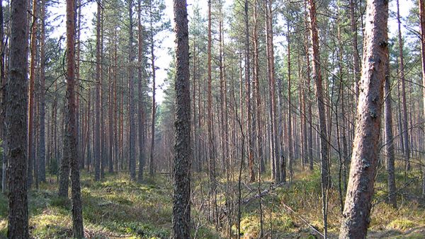 Jos Uudellamaalla sijaitseva männikkö uudistetaan avohakaten, vanhojen ojien kuivatusteho ei riitä, vaan pohjavesi nousee pintaan. (Kuvaaja: Hannu Hökkä  Luke)