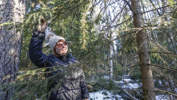 Rea Vesteri hoitaa Karstulassa sijaitsevia metsiään yhdessä miehensä kanssa. (Kuvaaja: Sami Karppinen)