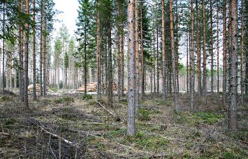 Valmiiden ajourien ansiosta harvennetut männiköt sopivat hyvin lannoitteiden maalevitykseen.  