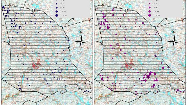 Rovaniemen alueella havaittiin tämän talven lentolaskennoissa enemmän hirviä kuin vuonna 2015. Vasemmalla vuoden 2015 hirvilaumat, oikealla vuoden 2020. Varsinaisen kanta-arvion perusteella hirvien määrä on alueella (hirvitalousalue Lappi 7) kantatavoitteen ylärajalla.  