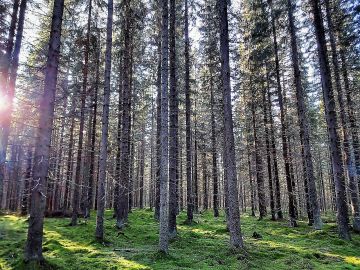 Päijät-Hämeessa on myynnissä tila, jossa on useita runsaspuustoisia kuvioia. Kuvan kohteella puuta on noin 350 m3/ha ja kuusten keskipituus noin 26 metriä. Kuva: Hannu Liljeroos