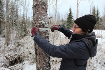 Puuston keskiläpimitan selvittämisellä varmistetaan nuoren metsän kelpoisuus kemera-tuen ehtoihin.
