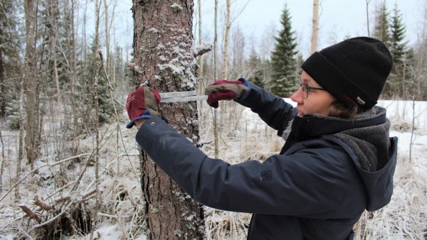 Puuston keskiläpimitan selvittämisellä varmistetaan nuoren metsän kelpoisuus kemera-tuen ehtoihin.
