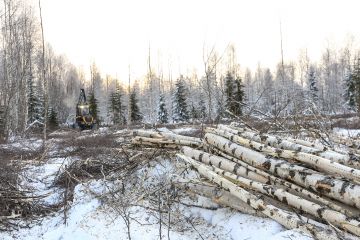 Parasta pinossa. Varttuneen hieskoivikon päätehakkuun kanssa ei kannata liikoja jahkailla, sillä tukkipuuta ei ole yleensä luvassa tulevaisuudessakaan. (Kuvaaja: Sami Karppinen)