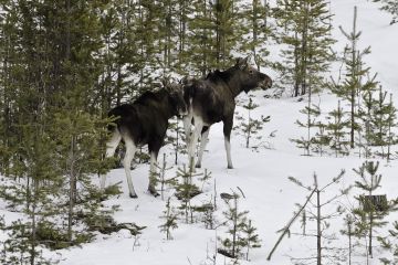 Yli kolmanneksella Suomen hirvitalousalueista hirvikantaa ei ole saatu viimeisen viiden vuoden aikana pienennettyä kertaakaan tavoitteeseen asti.  (Kuvaaja: Ari Komulainen)