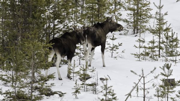 Yli kolmanneksella Suomen hirvitalousalueista hirvikantaa ei ole saatu viimeisen viiden vuoden aikana pienennettyä kertaakaan tavoitteeseen asti.  (Kuvaaja: Ari Komulainen)