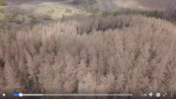 Kuvakaappaus videosta kertoo omaa ankeaa kieltään Saksan metsätuhojen laajuudesta. (Lähde: Regionalforstamt Soest-Sauerland)