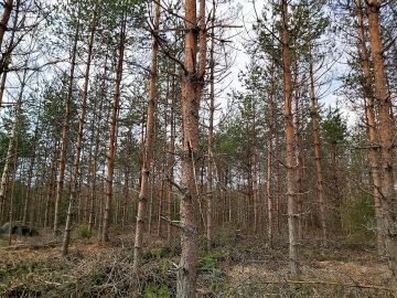 Puuston laadun voi todeta vain maastoarvioinnissa. Tällä kuviolla piti olla tukkia 20 kuutiota hehtaarilla, mutta todellisuus oli toisennäköinen. Kuva: Hannu Liljeroos