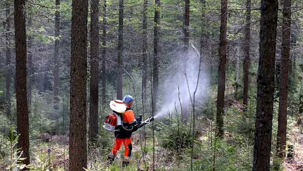 Moottoriruiskulla levittää booriliuosta noin hehtaarin tunnissa.  