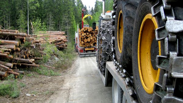 Metsätien pehmeisiin kohtiin voidaan ajaa mursketta jo siinä vaiheessa, kun metsäkoneita viedään puunkaatoon. Tien kunnostamisvastuu on sen rikkojalla, mutta asia kannattaa kirjata myös puukauppasopimukseen. (Kuvaaja: Seppo Hyvonen  Lehtikuva)