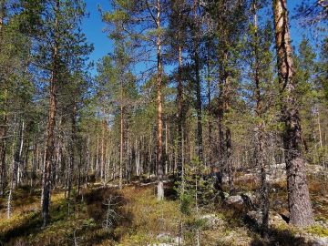 Satakunnan myyntikohteella erirakenteisen puuston kasvatus on onnistunut hyvin. Kuva: Hannu Liljeroos