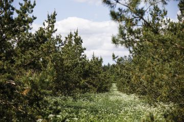 Siemen Forelia Oy:n siemenviljelyksillä Orimattilassa kasvaa riveissä yhteensä yli 4 600 männyn vartetta liki 22 hehtaarin alalla. (Kuvaaja: Seppo Samuli)