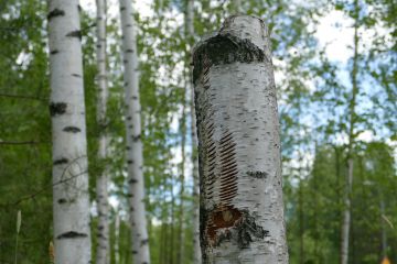 Kuoripäälliset tekopökkelöni alkavat lahota nopeasti tarjoten suojaa ja ruokaa monille eliöille ainakin seuraavat kymmenen vuotta. Seuraavalla savotalla merkkaan tulevat pökkelöt jo ennen ennakkoraivausta. Silloin älyän jättää niiden ympärille enemmän suojaavaa alikasvosta. (Kuvaaja: Martti Linna)