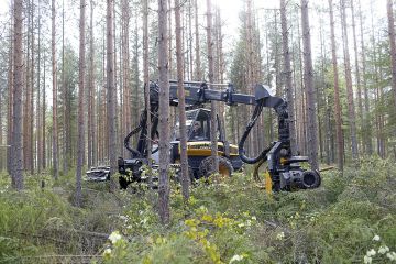 Alkujaan talvileimikoiksi tarkoitettuja kohteita päädytään yhä useammin hakkaamaan kesäaikaan, syynä entistä märemmät talvet ja kuivemmat kesät. (Kuvaaja: Sami Karppinen)