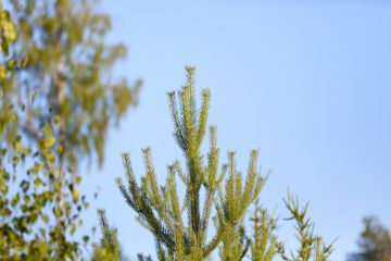 Kuluva kesä on ollut männyn kasvulle pääsääntöisesti suotuisa. Kuusten kasvuun alkukesän kuivuus sen sijaan jättänee jälkensä. (Kuvaaja: Sami Karppinen)