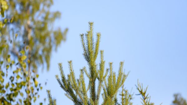 Kuluva kesä on ollut männyn kasvulle pääsääntöisesti suotuisa. Kuusten kasvuun alkukesän kuivuus sen sijaan jättänee jälkensä. (Kuvaaja: Sami Karppinen)