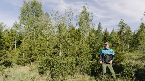 Luontaiset kuusentaimet kasvavat rehevällä korpimaalla hyvin, kun pääsevät alkuun. Muokkaus olisi johtanut voimakkaaseen vesakoitumiseen, kertoo Hannu Hökkä. (Kuvaaja: ANTTI J. LEINONEN)