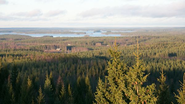 Lyhyellä aikavälillä voidaan hiilensidontaa lisätä puuston kasvua lisäämällä, kiertoaikoja pidentämällä ja hyödyntämällä puuta pitkäikäisissä tuotteissa. (Kuvaaja: Sami Karppinen)