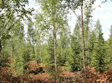 Varhaisperkaamaton taimikko on lopulta yritetty pelastaa.  