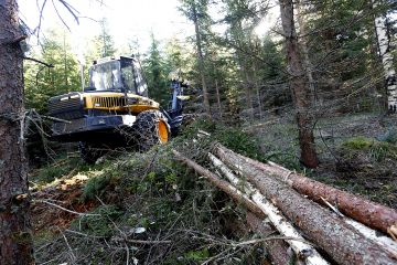 Keskisuomalaisessa kuusivaltaisessa metsässä oli elokuun puolivälissä käynnissä ensiharvennus. Harvennus tehtiin energiapuukorjuuna, ja puut korjattiin karsittuna rankana. (Kuvaaja: Sami Karppinen)