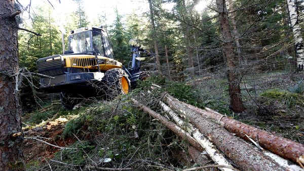 Keskisuomalaisessa kuusivaltaisessa metsässä oli elokuun puolivälissä käynnissä ensiharvennus. Harvennus tehtiin energiapuukorjuuna, ja puut korjattiin karsittuna rankana. (Kuvaaja: Sami Karppinen)