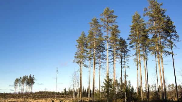 Sekä FSC- että PEFC-sertifiointi vaativat jättämään uudistusalalle vähintään kymmenen säästöpuuta hehtaarille. PEFC:ssä säästöpuun läpimitaksi riittää kymmenen senttiä, mutta FSC edellyttää kahdenkymmenen sentin läpimittaa. (Kuva Sami Karppinen)