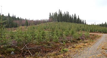 Hyvä viljelytaimikko turvaa tulevaisuuden metsätulot.  