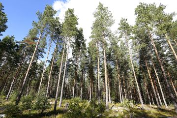 Antti Järvinen on iloinen siitä, että edellinen sukupolvi oli tehnyt tilalla metsänhoitotoimet ajallaan. Varttunut männikkö kasvaa kuivahkolla kankaalla poikkeuksellisen vehreänä harvennusten ja kolme vuotta sitten tehdyn kasvatuslannoituksen ansiosta. (Kuvaaja: Sami Karppinen)