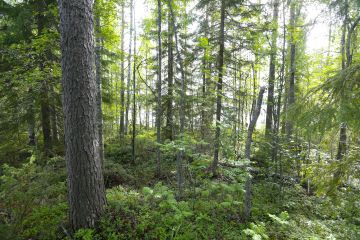 Koska suojakaistoilla sallittua on vain poimintahakkaaminen, niiden leveneminen lisää jatkuvan kasvatuksen metsäalaa.  (Kuvaaja: Sami Karppinen)