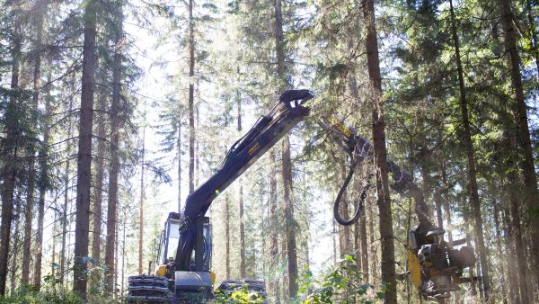 Kuiva jakso loppukesästä tarjoaa kivennäismaalla kasvavassa kuusikossa todennäköisesti paremmat korjuuolosuhteet kuin nykyiset märät ja lauhat talvet. (Kuvaaja: Sami Karppinen)