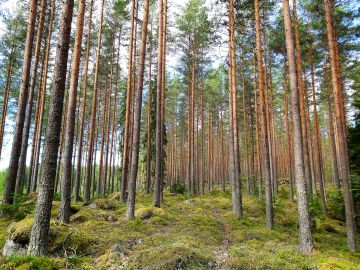 Pirkanmaalla myytiin elokuussa isoa kohdetta, jossa oli kymmenen hehtaarin suuruinen komea männikkökuvio. Kuva: Hannu Liljeroos