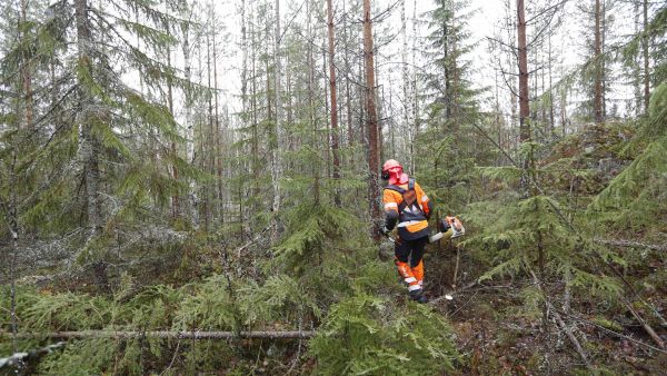 Talvileimikoista on pääsääntöisesti ylitarjontaa. Hyvissä ajoin tehty ennakkoraivaus parantaa harvennuskohteen kiinnostavuutta. (Kuvaaja: Sami Karppinen)