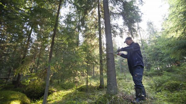 Taimien elinvoiman säilyttämiseksi valtapuustoa on harvennettava voimakkaasti. Luken tutkimusmestari Markku Rantala tutkii alikasvoskuusta Lapinjärven tutkimusmetsässä. (Kuva Mikko Riikilä)