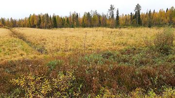 Metsityslain tavoitteena on saada kuvassa näkyvän aukean kaltaiset joutoalueet kasvamaan metsää ja siten hillitä ilmastonmuutosta. (Kuvaaja: Mira Isoniemi)