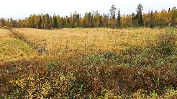 Metsityslain tavoitteena on saada kuvassa näkyvän aukean kaltaiset joutoalueet kasvamaan metsää ja siten hillitä ilmastonmuutosta. (Kuvaaja: Mira Isoniemi)