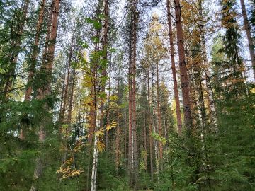 Etelä-Suomessa kuten tällä Pirkamaan myyntikohteella on tänä vuonna kaunis ruska. Kuva: Hannu Liljeroos